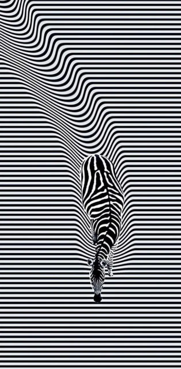 Zebra line