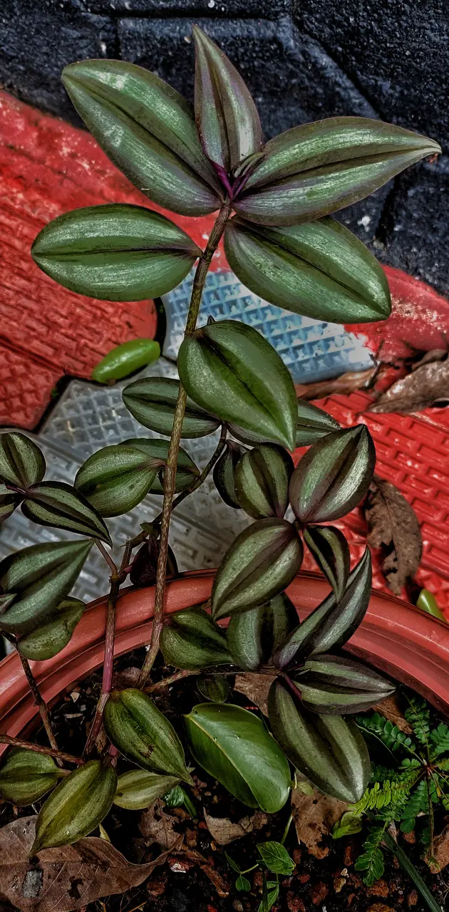 Leafplant