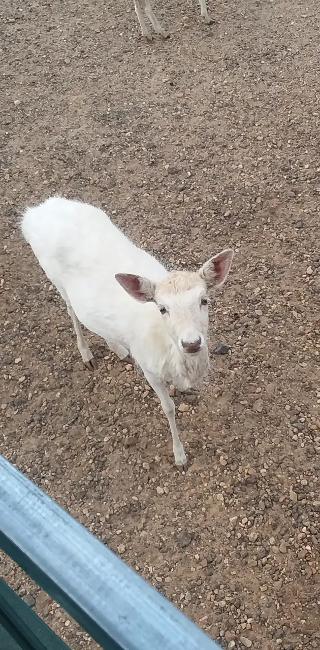 Young White Deer