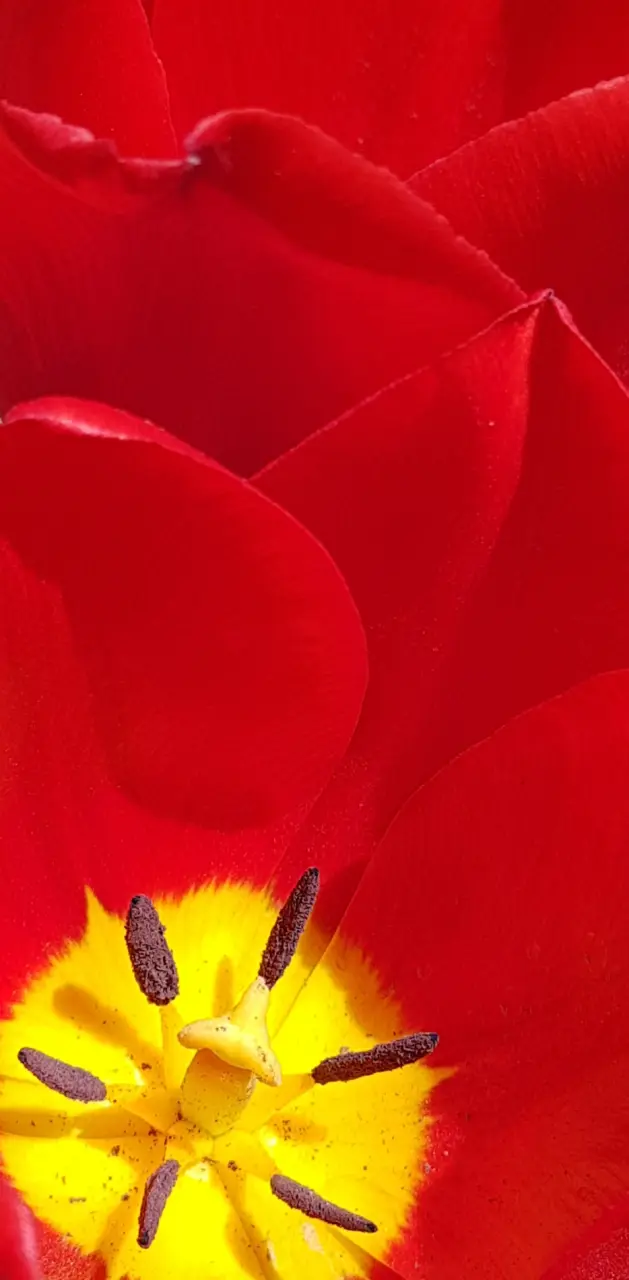 Tulip by Ian