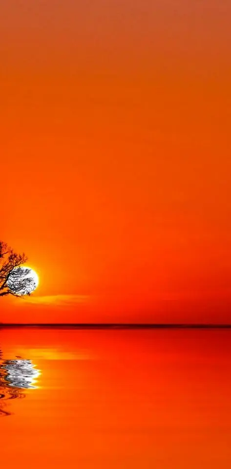 Orange Sunset Tree