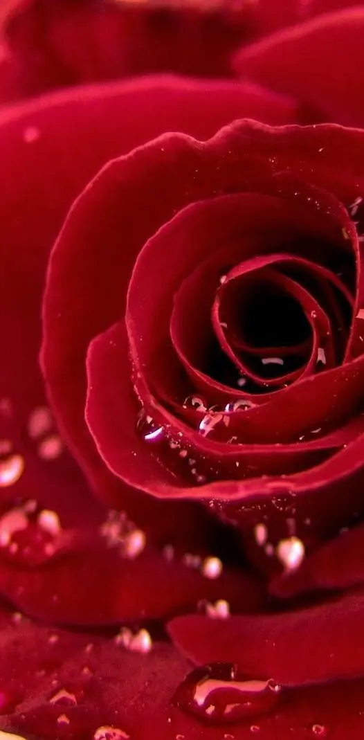 Red rose 4