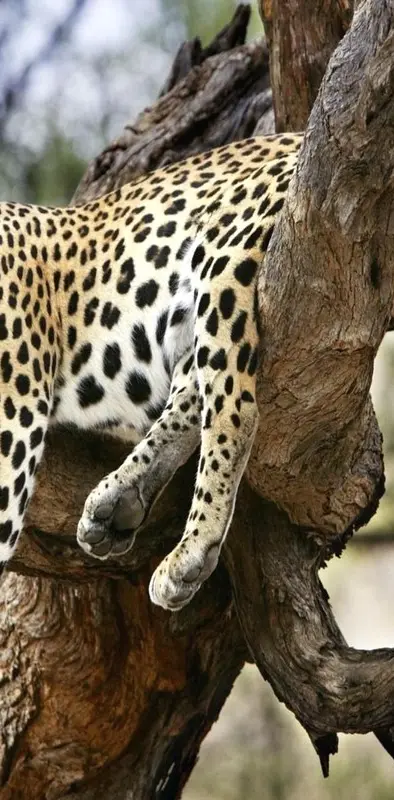 Leopard Sleepin