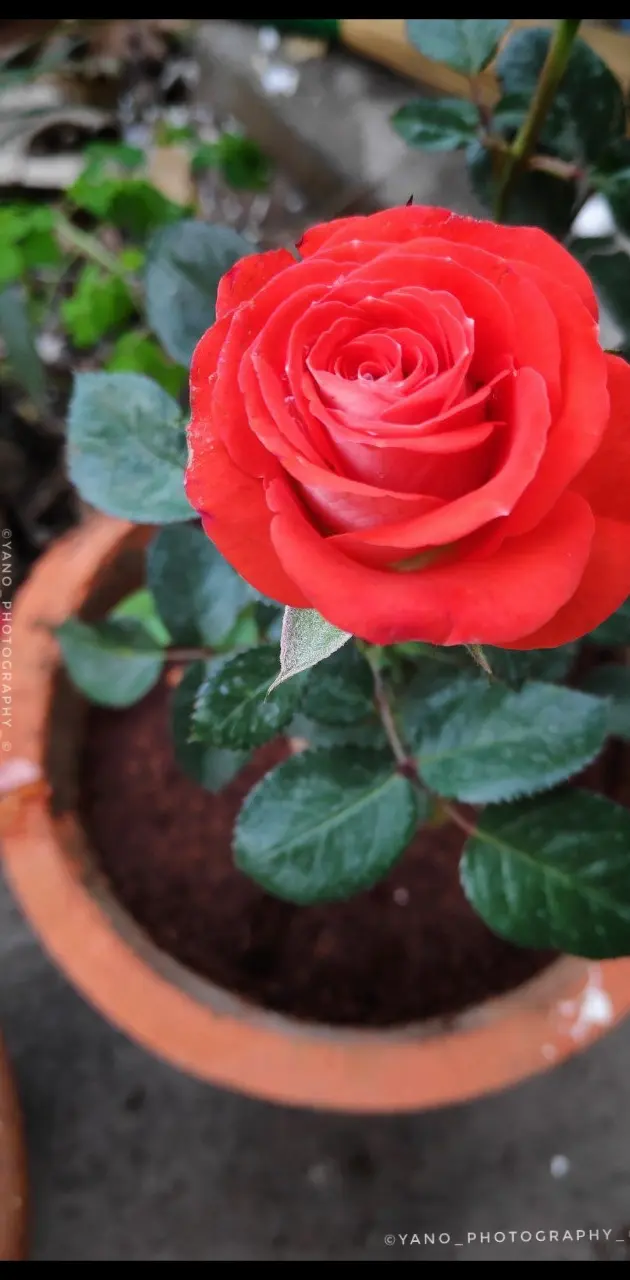 Red Rose flower 