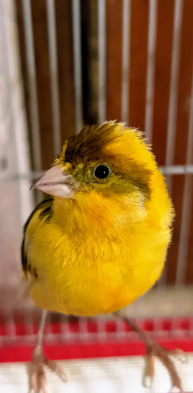  temprado bird 