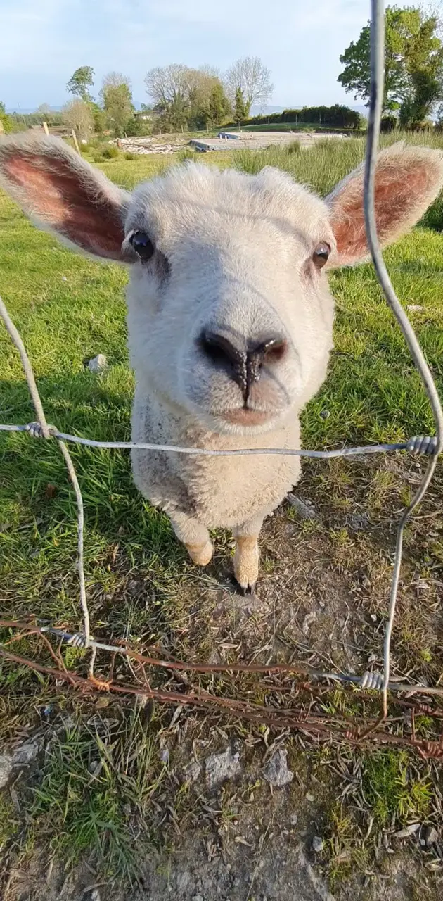 Dolly the lamb