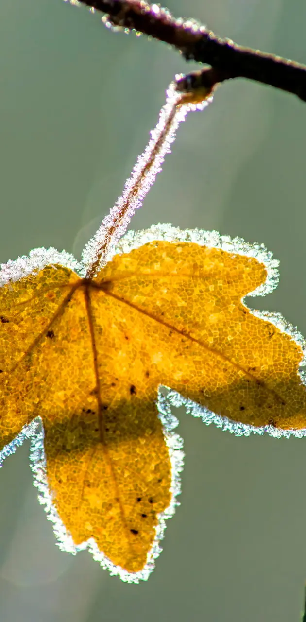 iced leaf