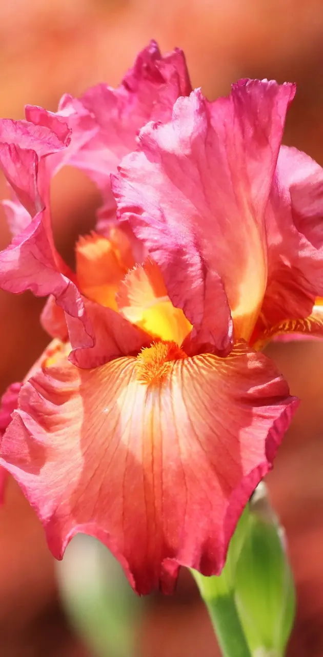 Iris Pink Flower