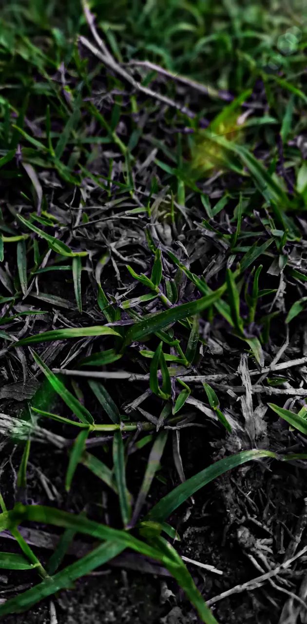 Dark Grass