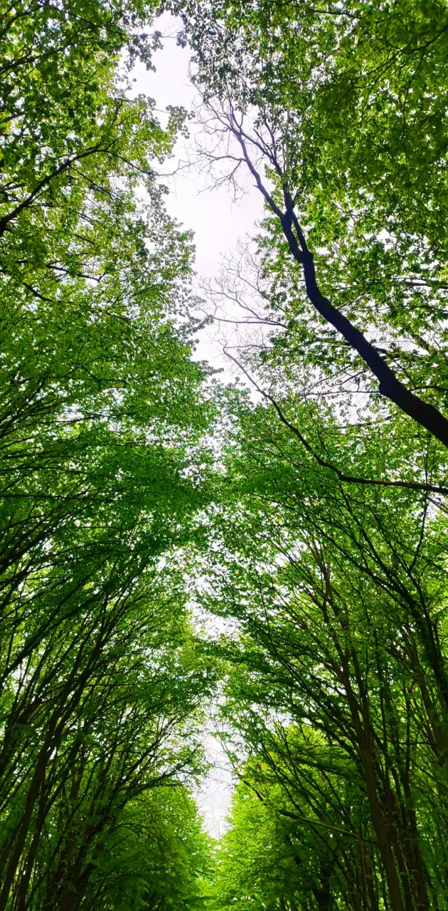 Spring Ukrainian forest 