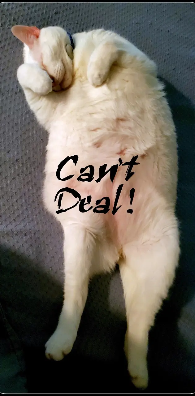 Can't Deal Fat Cat