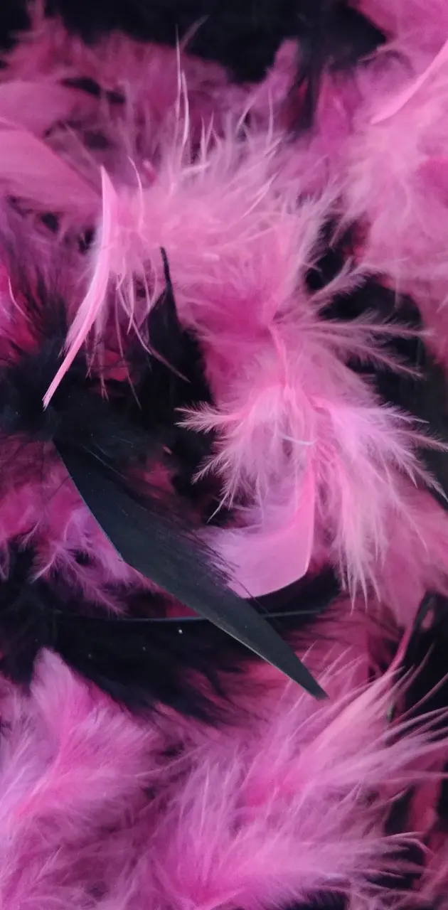 Pink Black Feathers