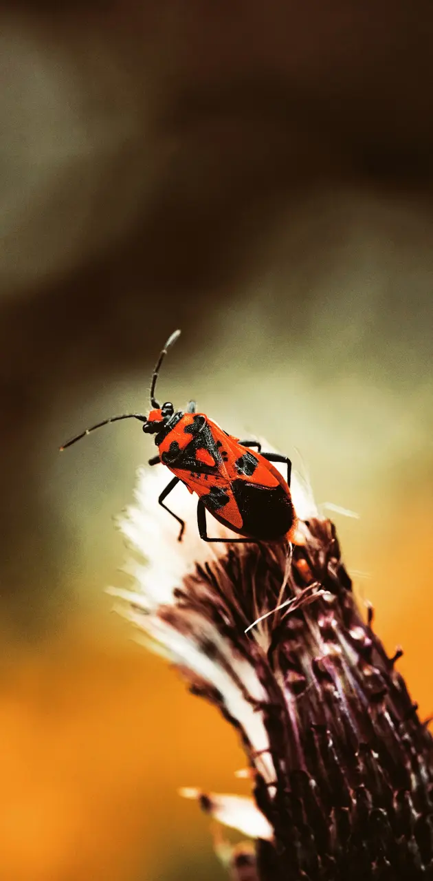 Bugs and Natur