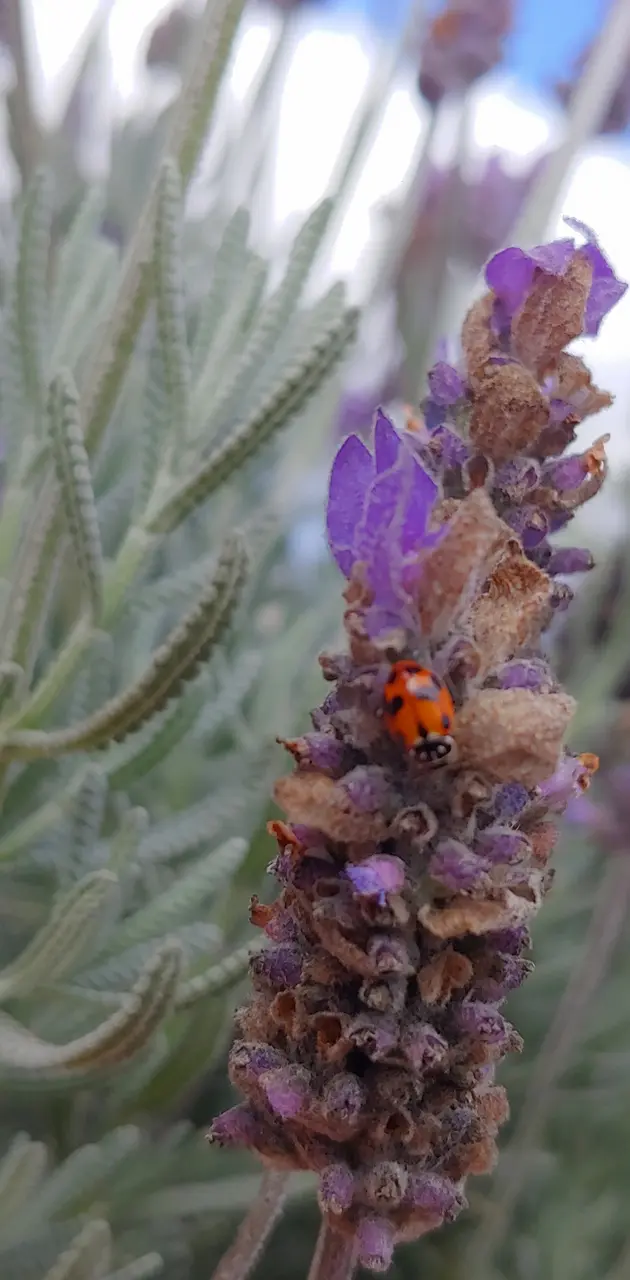 Lavender ladybug