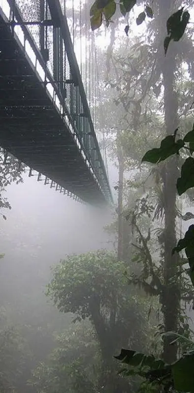 Bridge Forest