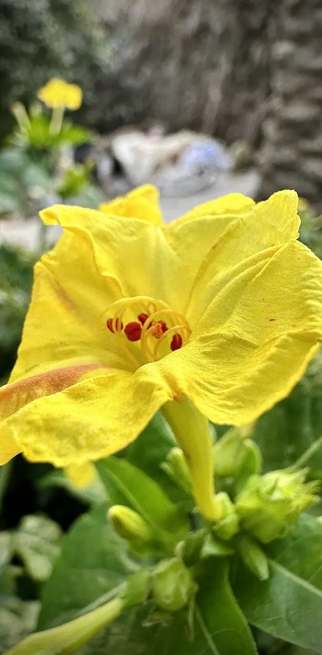 The yellow flower