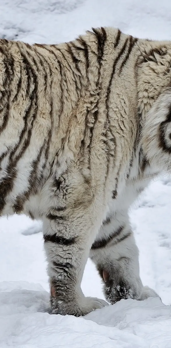 White siberian tiger