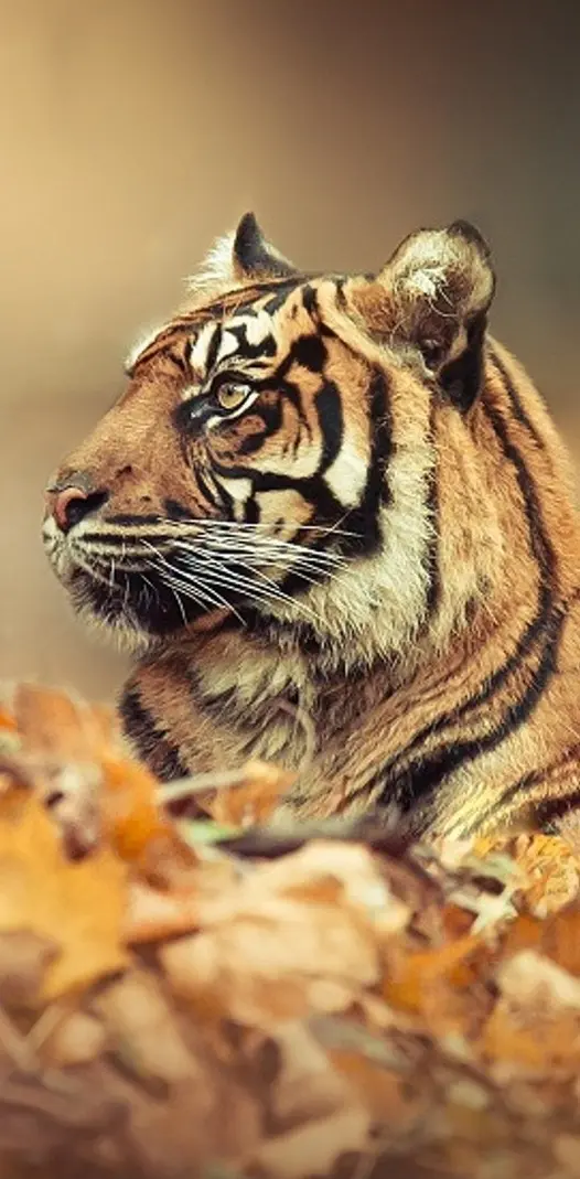 Tiger On Leaves
