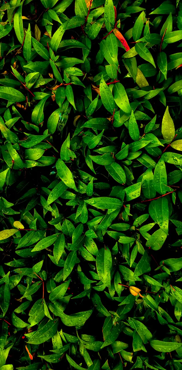 Leafy 