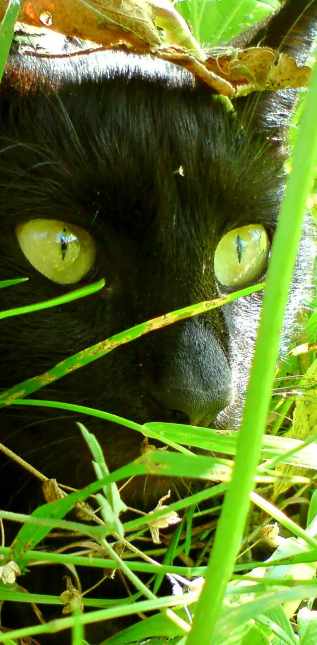 Black Cat In Grass