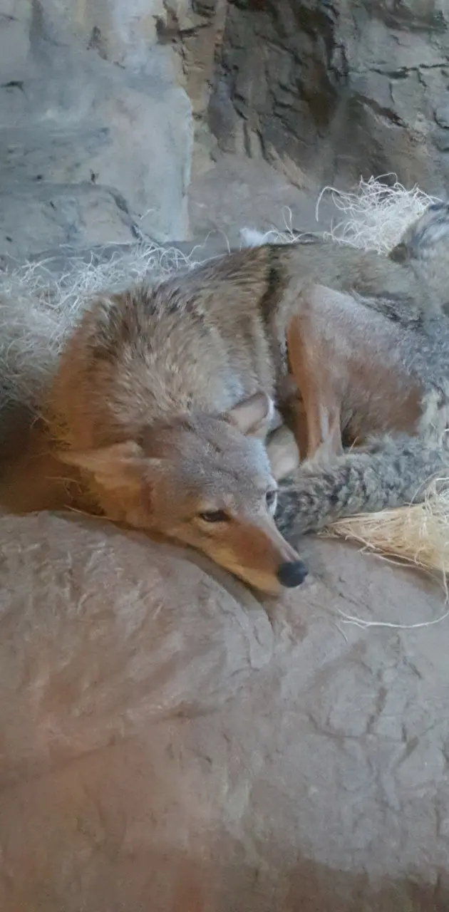 Resting Coyote