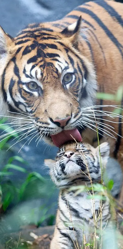 Tiger Mother