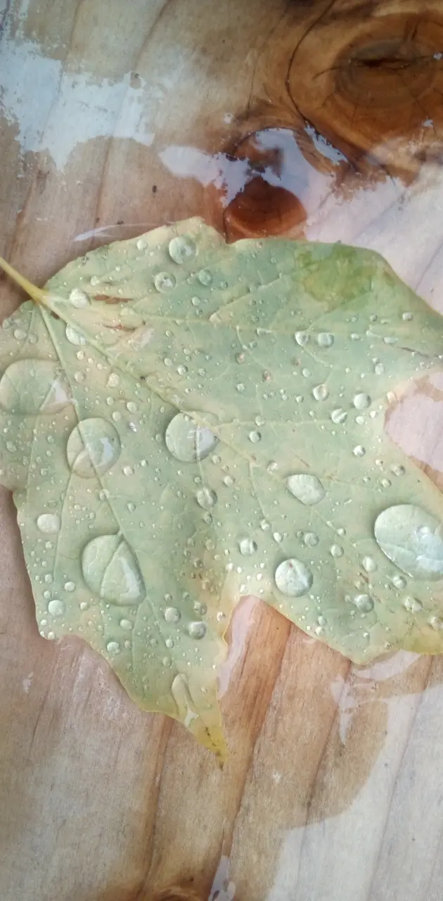 Rainy leaf
