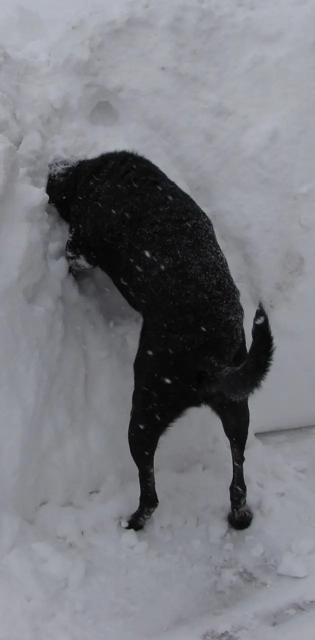 Dog In Snow Bank