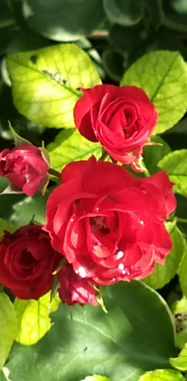 Red roses petite