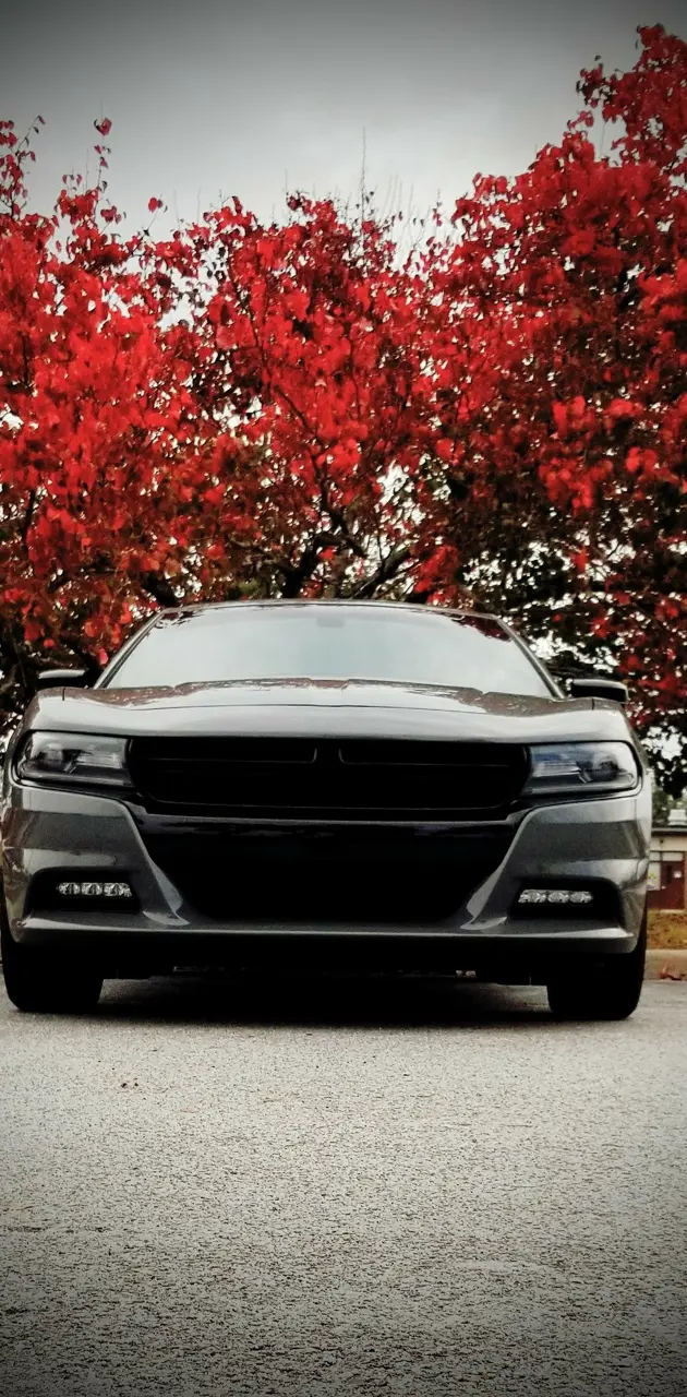 Charger RT red tree