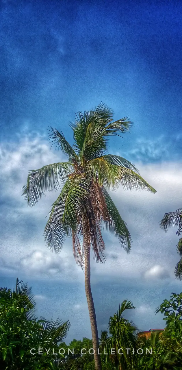 Ceylon Coconut Tree
