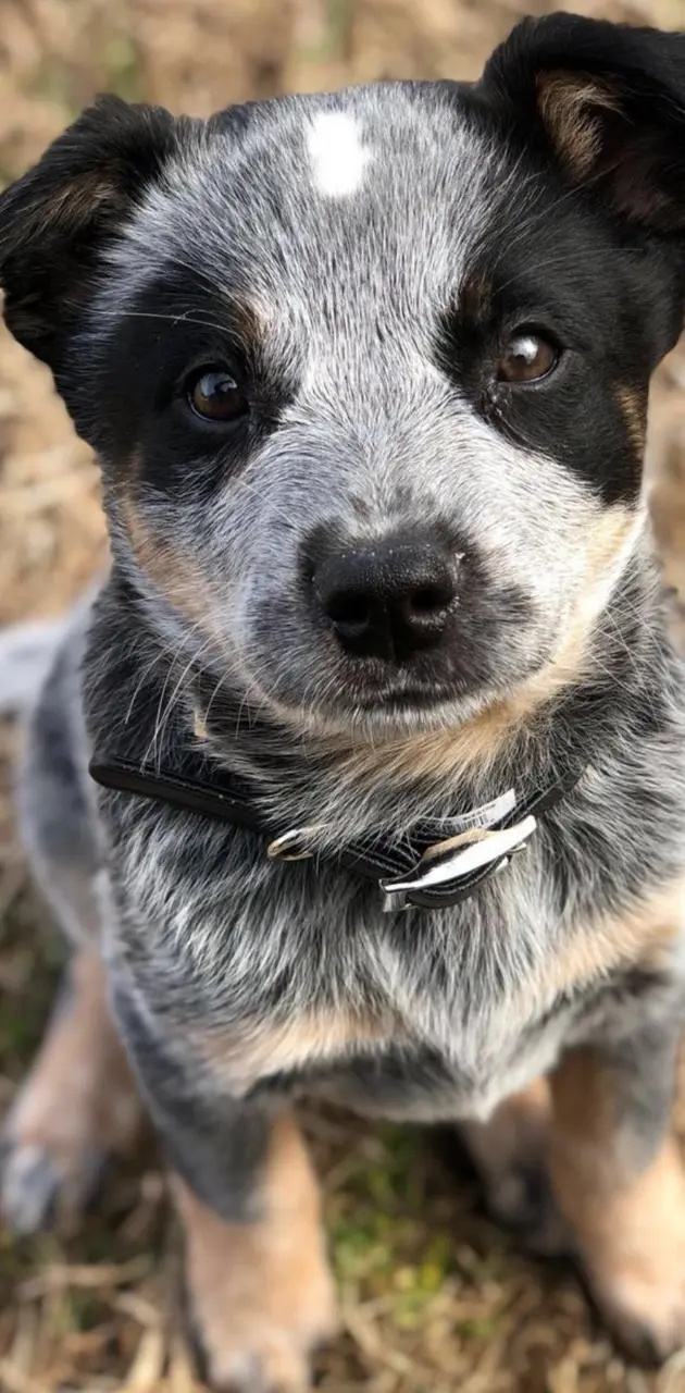 Blue cattle dog pup