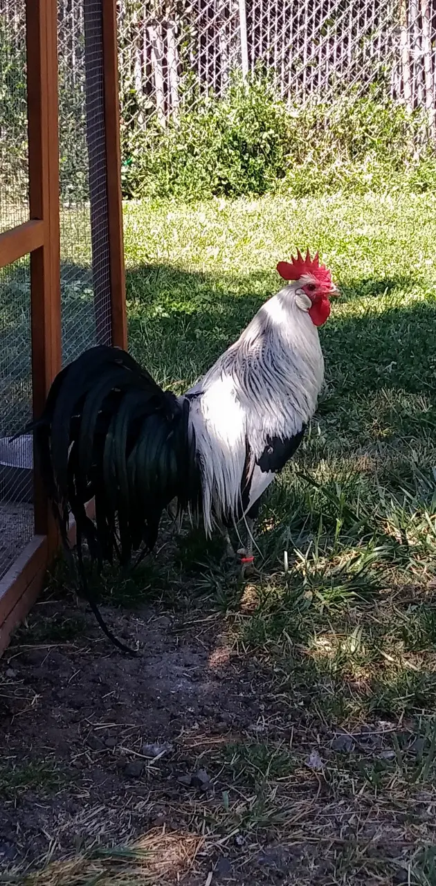 Pinoy rooster