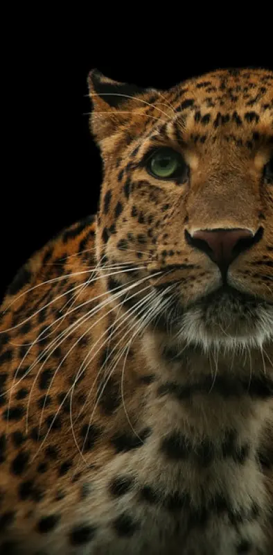 Green eyed leopard