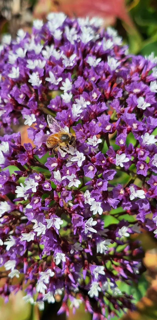 Purple & white & bee