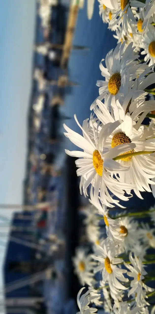 Harbor Flowers