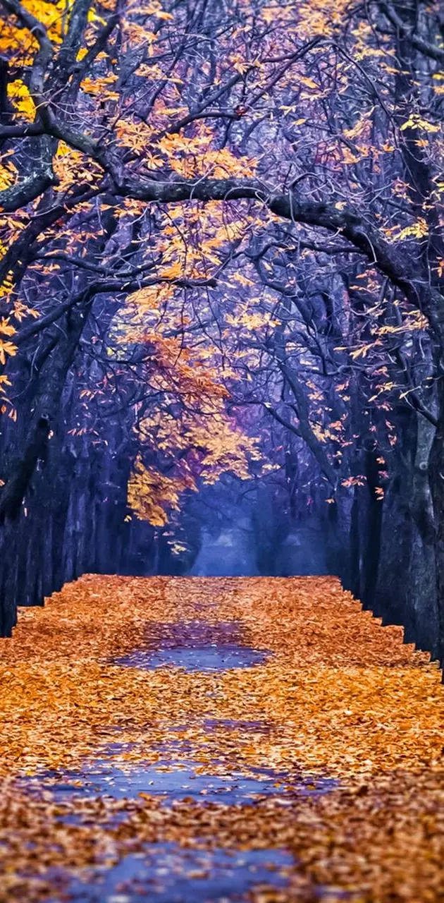 Nature autumn