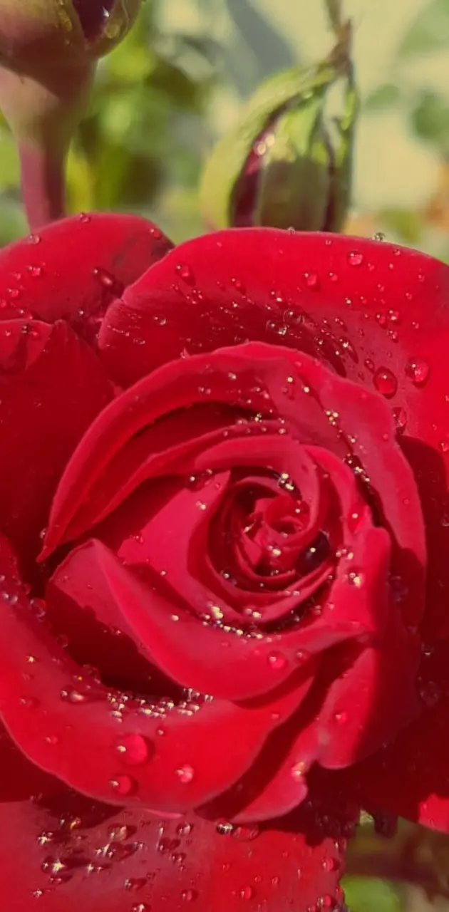 Rose with water