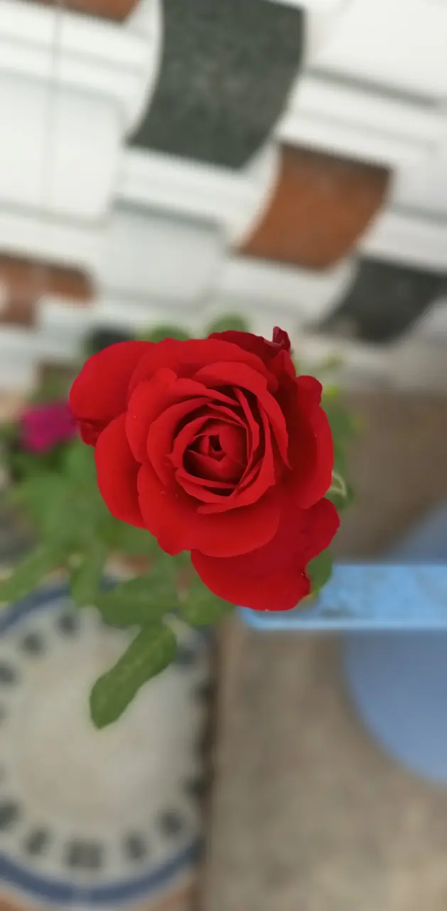 Beutiful Rose  