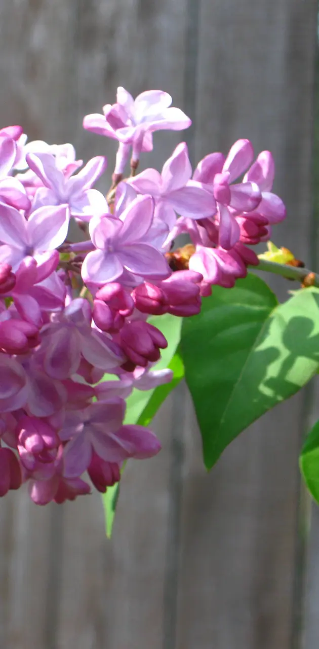 Lilac Blooms