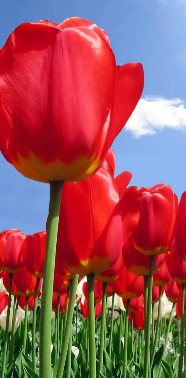 Field of Love Tulips