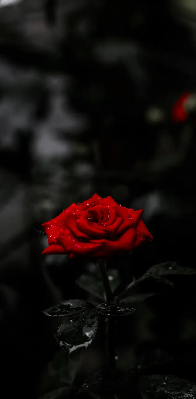 Amoled rose