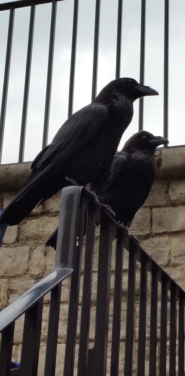 Tower Ravens