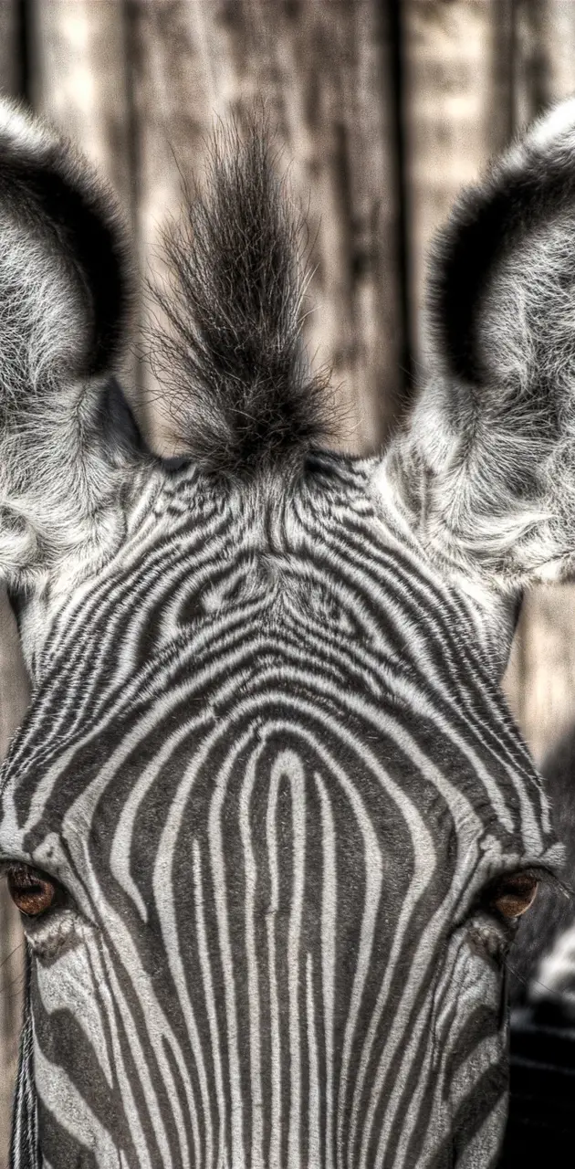 BSI Zebra