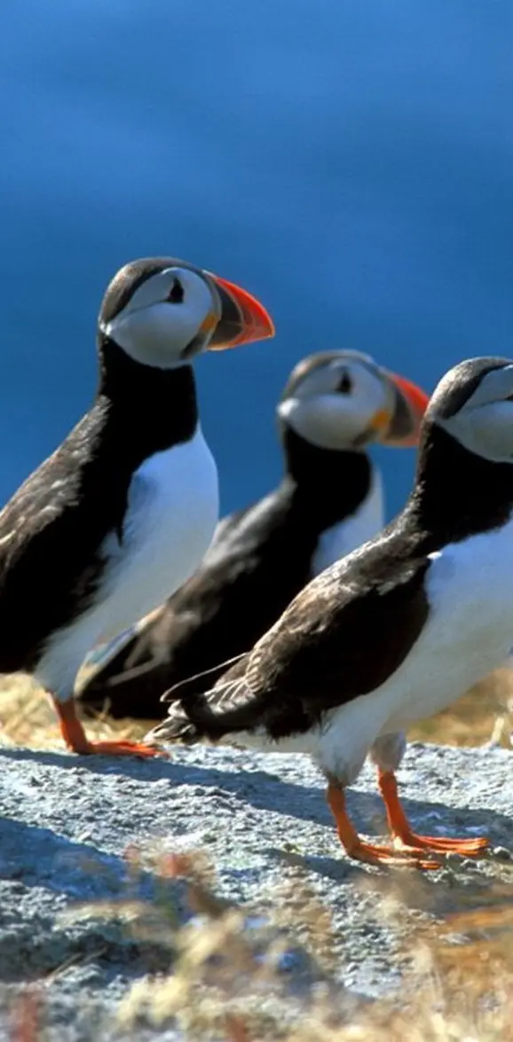Common Puffins
