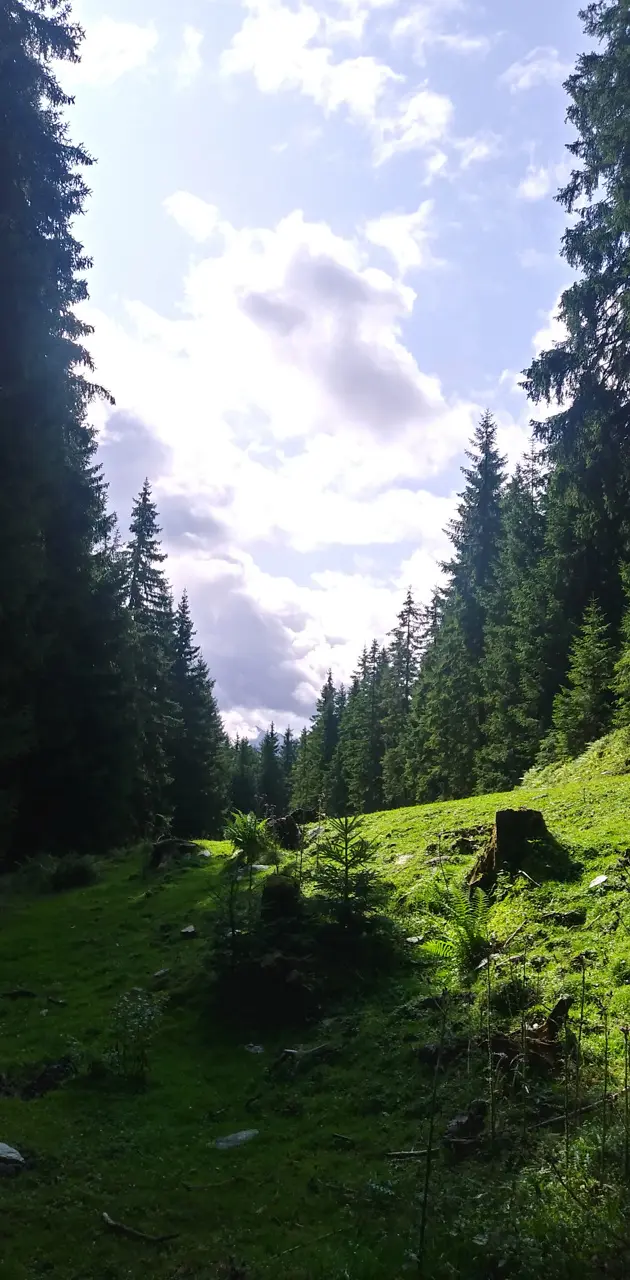 Forest austria