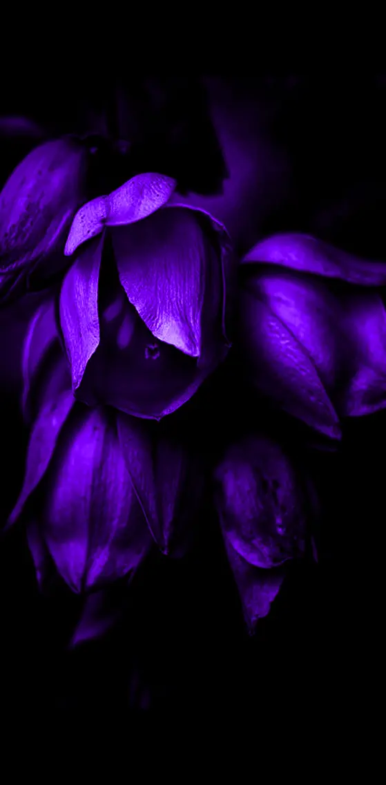 Purple   Flowers