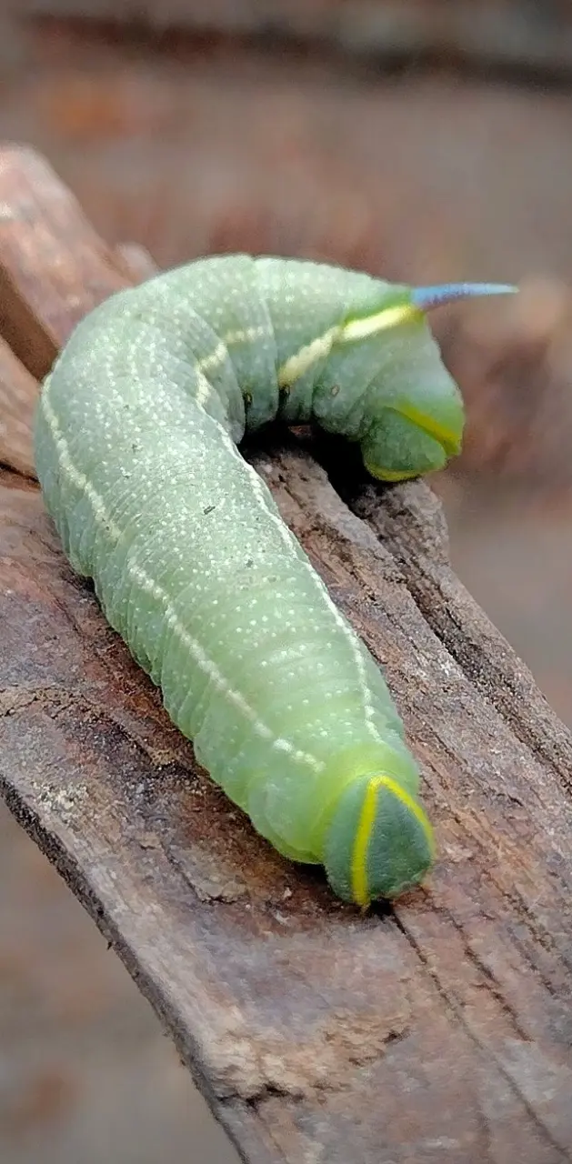 Blu Horned Caterpillar