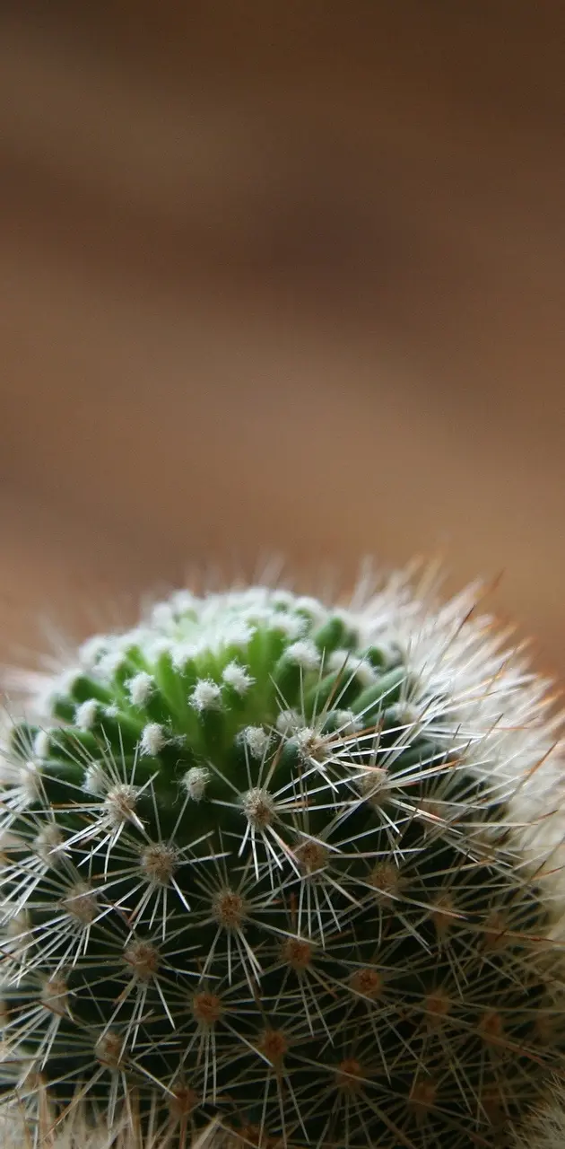 Cute cactus 
