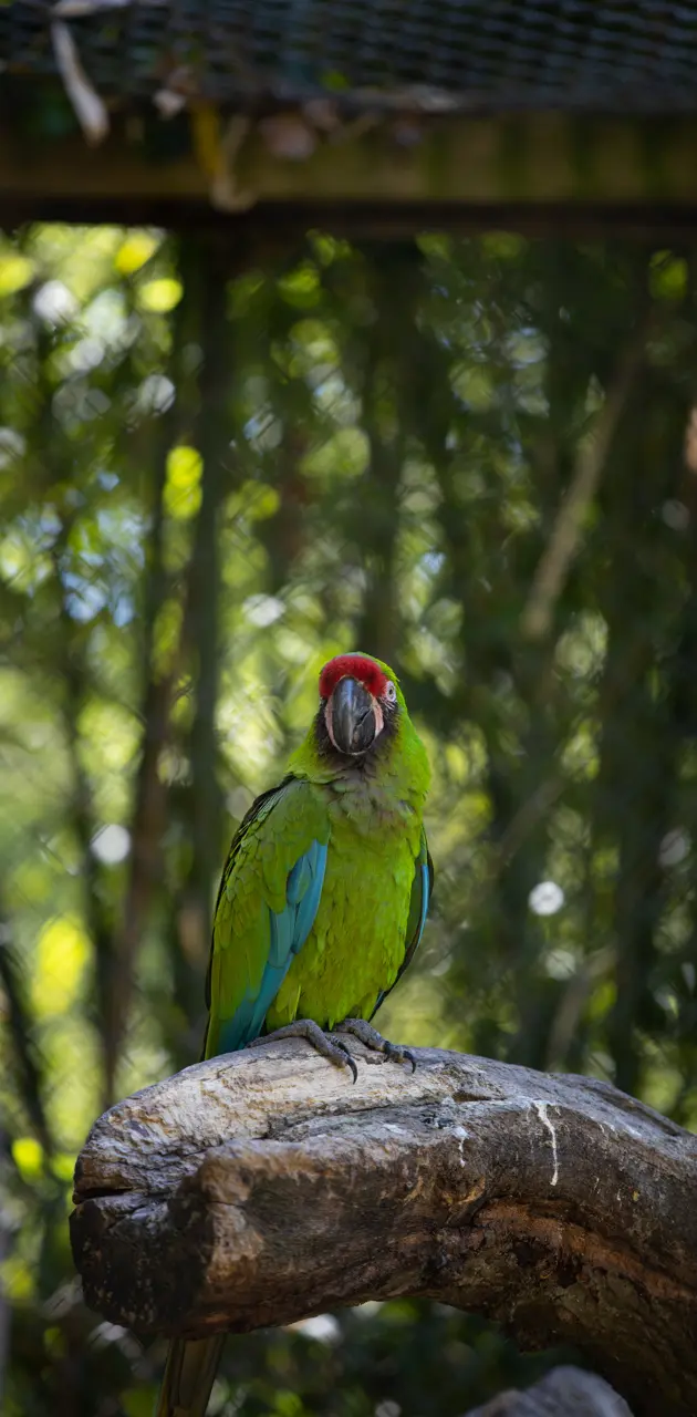 parrot 2